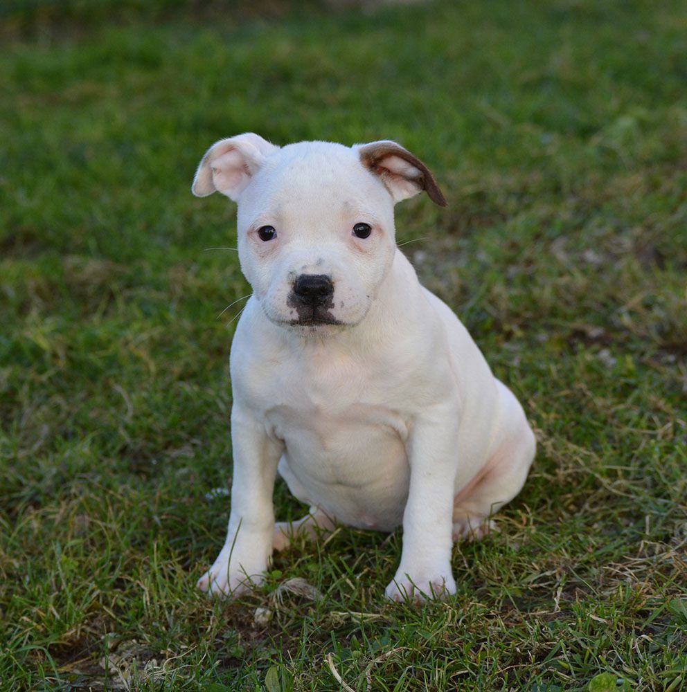 Of Havannah Staff - Chiot disponible  - Staffordshire Bull Terrier
