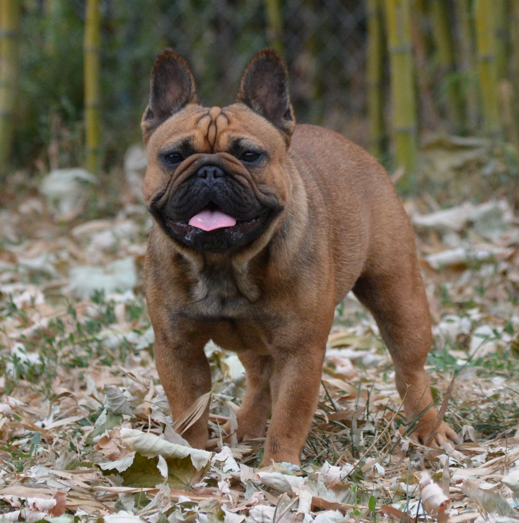 Sadayia Of Havannah Staff