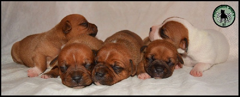 Chiot Staffordshire Bull Terrier Of Havannah Staff