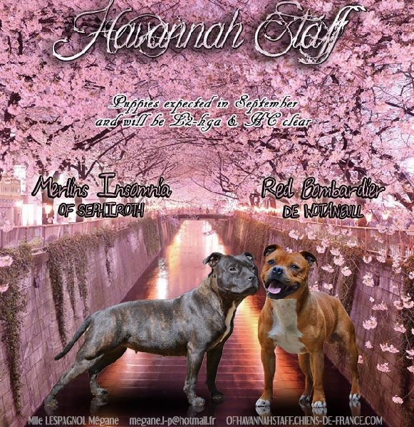 Chiot Staffordshire Bull Terrier Of Havannah Staff