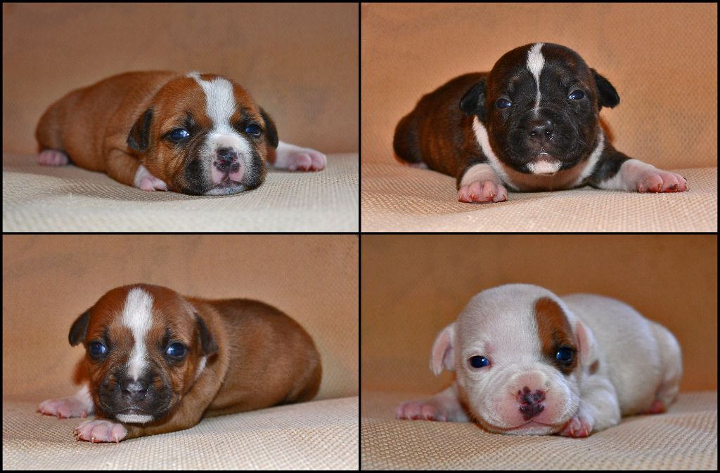 Chiot Staffordshire Bull Terrier Of Havannah Staff