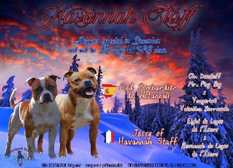 Chiot Staffordshire Bull Terrier Of Havannah Staff