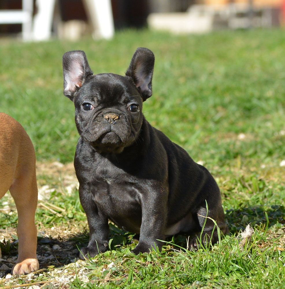 Of Havannah Staff - Chiots disponibles - Bouledogue français